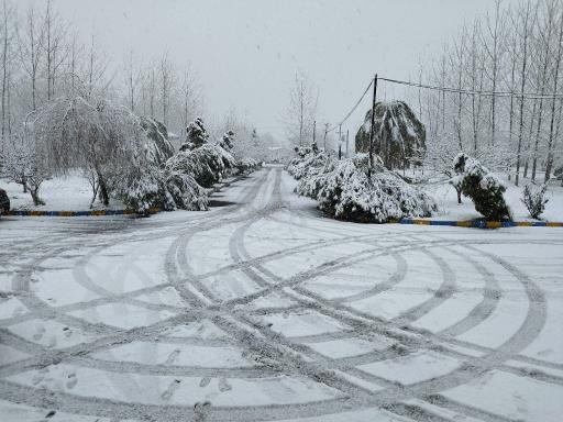 عکس موسسه تحقیقات برنج کشور