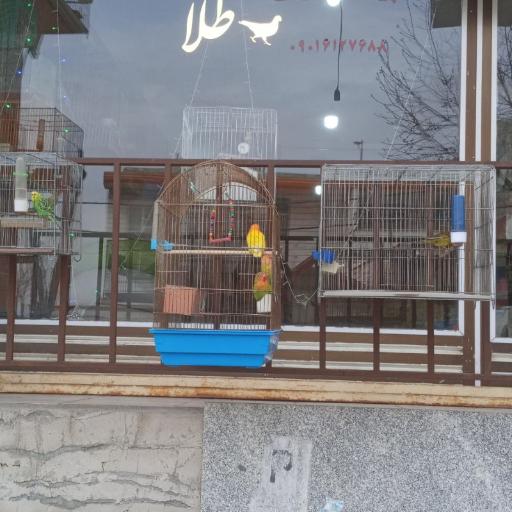 عکس پرنده سرای طلا