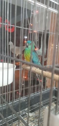 عکس پرنده سرای طلا