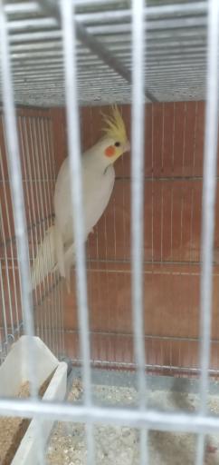 عکس پرنده سرای طلا