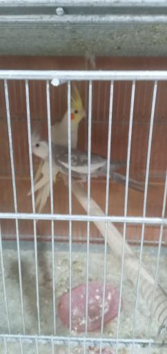 عکس پرنده سرای طلا