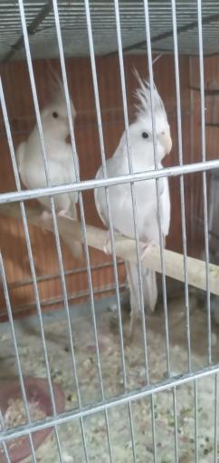 عکس پرنده سرای طلا