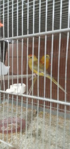 عکس پرنده سرای طلا