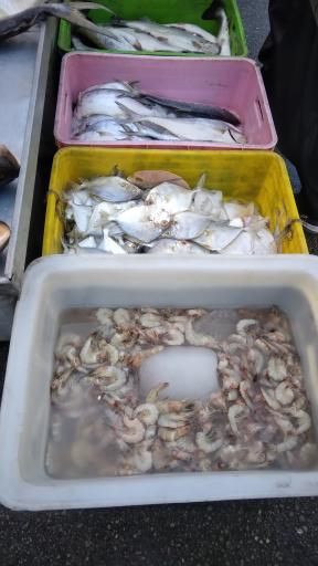 عکس شیلات بندر