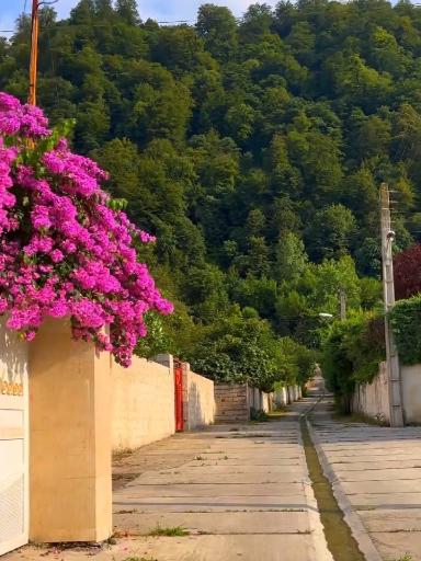 عکس یالبندان