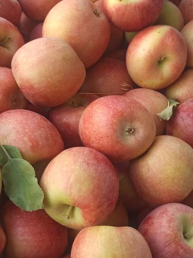 عکس میوه فروشی چهار فصل