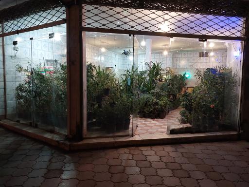 عکس گل و گیاه شاه پسندی