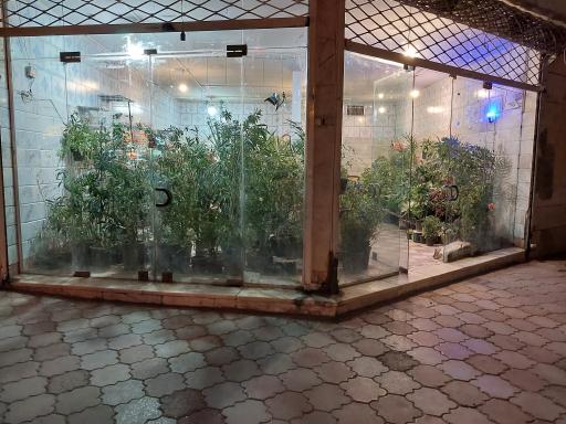 عکس گل و گیاه شاه پسندی