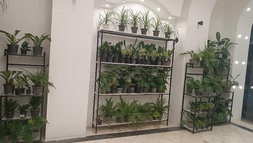 عکس گل سپاس 