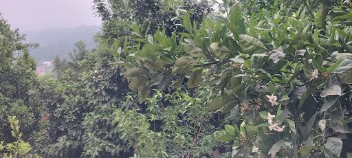 عکس چایباغ