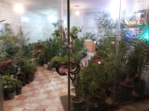 عکس گل و گیاه شاه پسندی