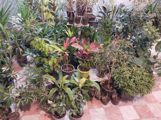 عکس گل و گیاه شاه پسندی