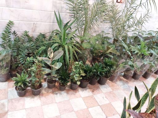 عکس گل و گیاه شاه پسندی