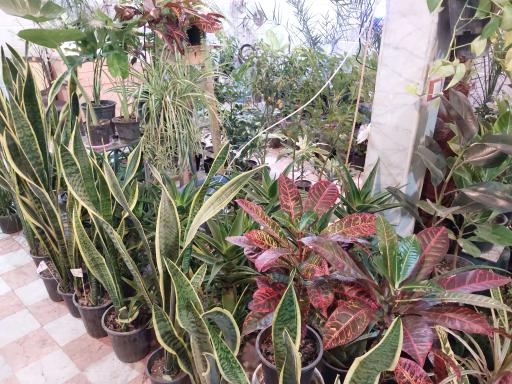 عکس گل و گیاه شاه پسندی