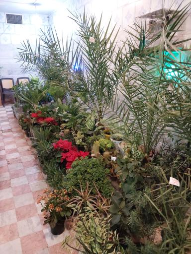 عکس گل و گیاه شاه پسندی