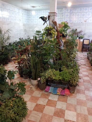 عکس گل و گیاه شاه پسندی