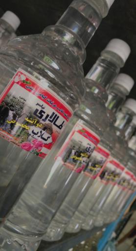 عکس گلاب گیری طالاری