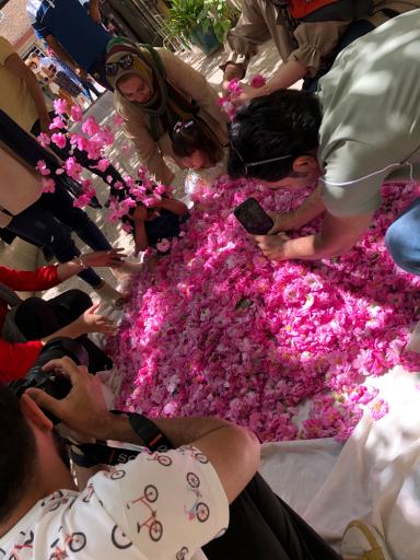 عکس گلاب گیری طالاری