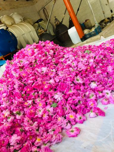 عکس گلاب گیری طالاری