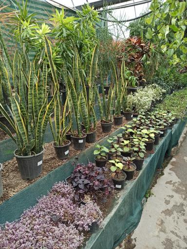 عکس فروشگاه گل و گیاه نازیلا