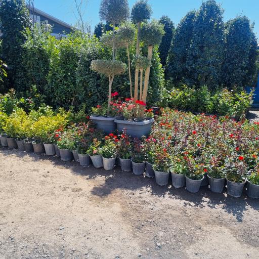 عکس گل فروشی بحیرایی