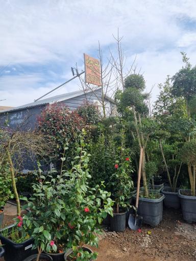 عکس گل فروشی بحیرایی