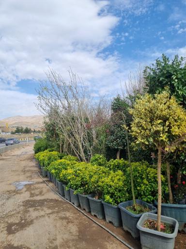 عکس گل فروشی بحیرایی