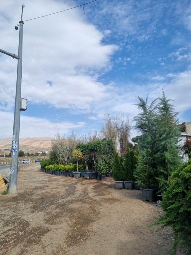 عکس گل فروشی بحیرایی