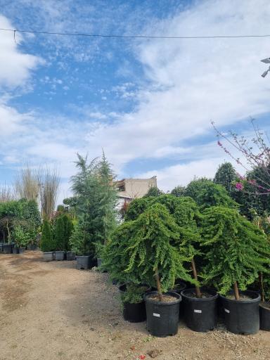 عکس گل فروشی بحیرایی