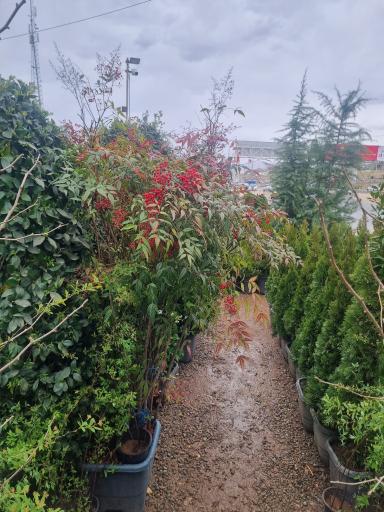 عکس گل فروشی بحیرایی