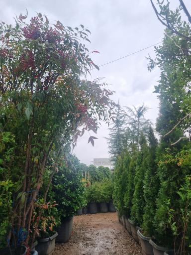 عکس گل فروشی بحیرایی