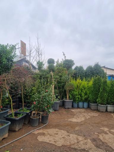 عکس گل فروشی بحیرایی