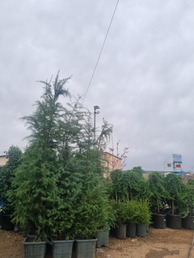 عکس گل فروشی بحیرایی