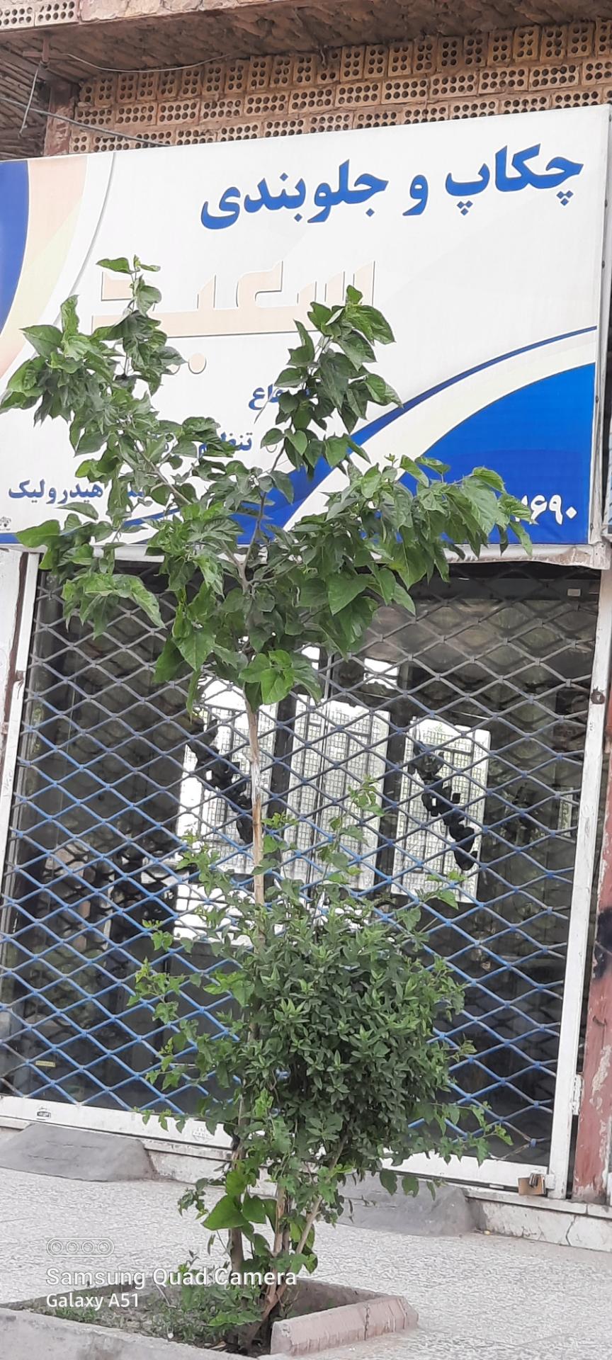 عکس چکاپ جلوبندی سعید