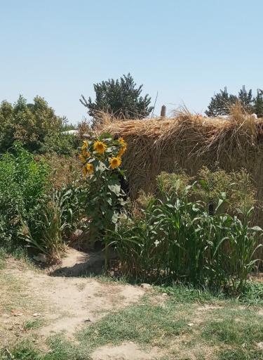 عکس مینی مزرعه