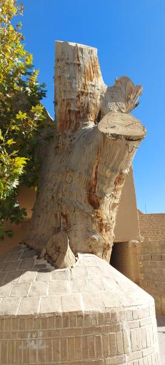 عکس درخت چنار قدیمی 