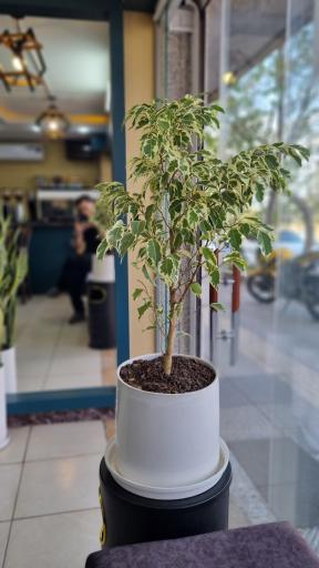 عکس کافه گُل