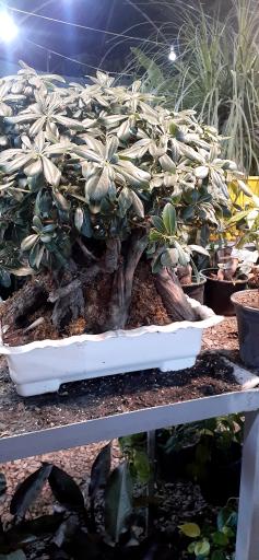 گلخانه پرژین گل