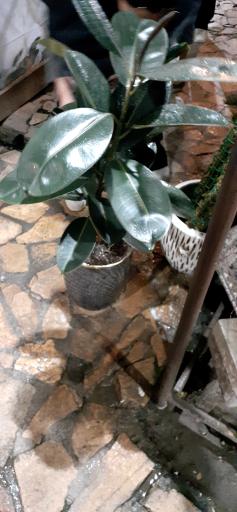 گلخانه پرژین گل