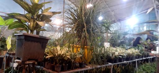 گلخانه پرژین گل