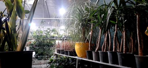 عکس گلخانه پرژین گل