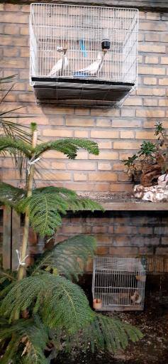 گلخانه پرژین گل