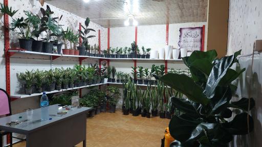 عکس گل کده رویال