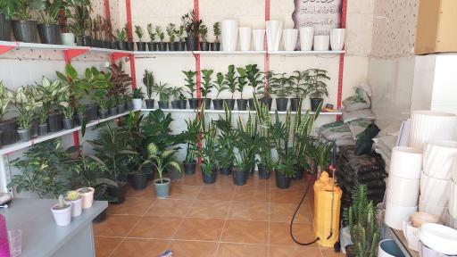 عکس گل کده رویال