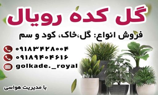 عکس گل کده رویال