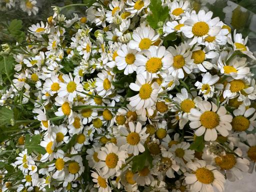 عکس گل فروشی مارال