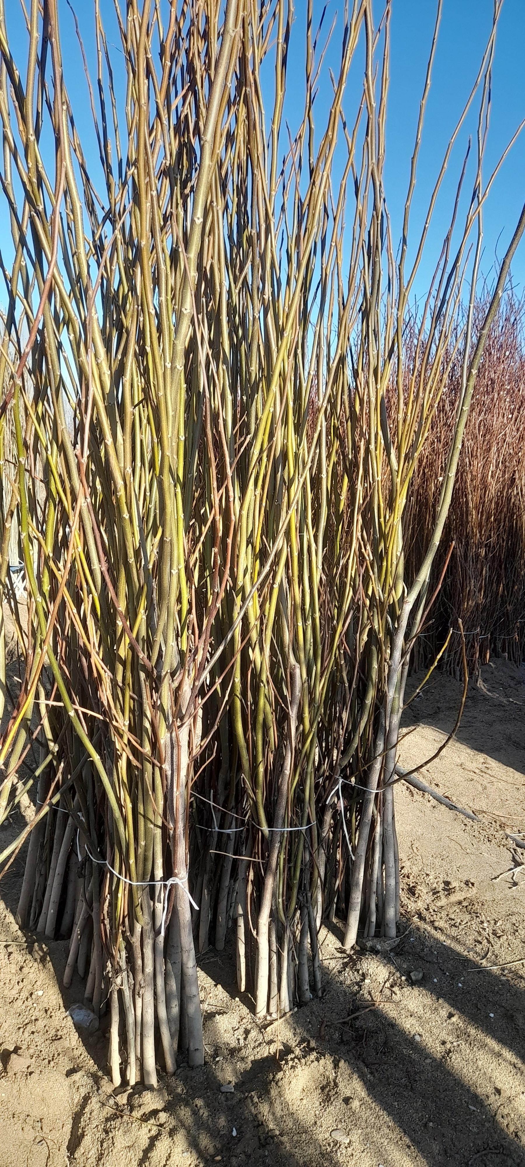 عکس نهالستان رویال نهال محمدفام