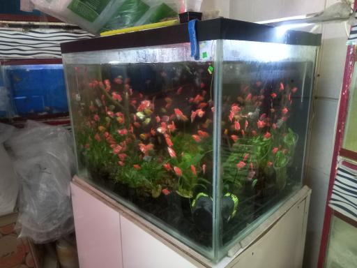 عکس اکواريوم انجل