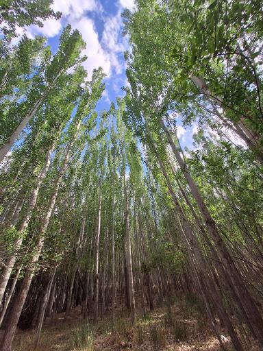 عکس چشمه بیشه اسفرجان