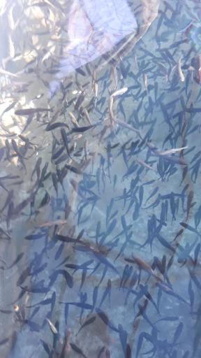 عکس ماهی سرای شمشیری